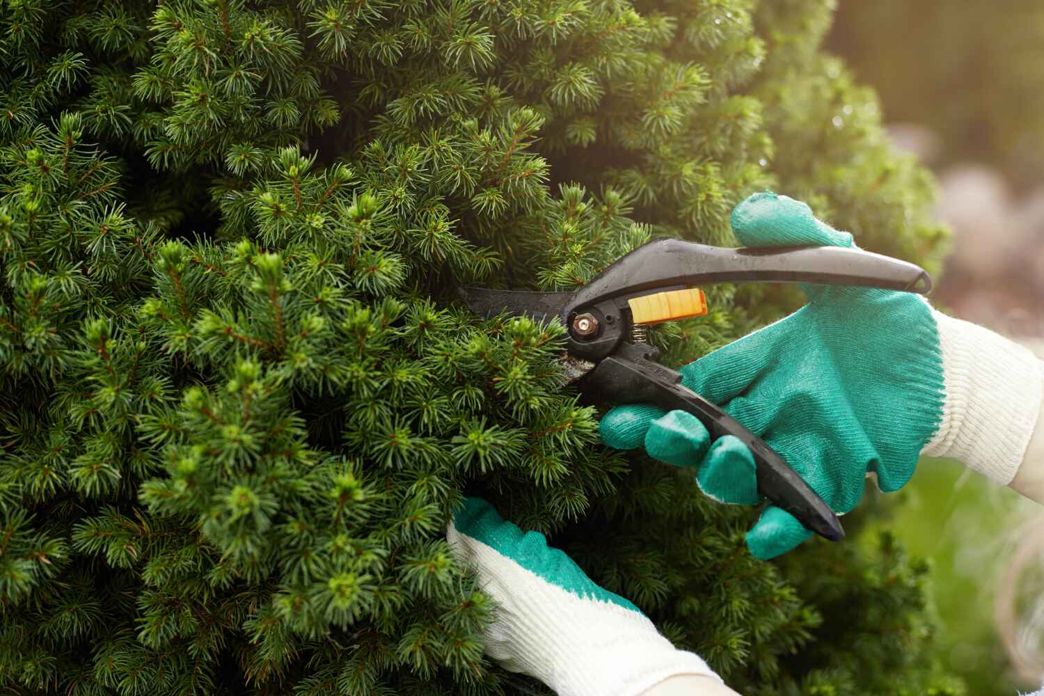 Best Tree Pruning Services  in Lake Wazeecha, WI